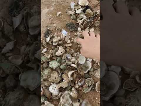 #snail #beach #beautiful 🦪🦪