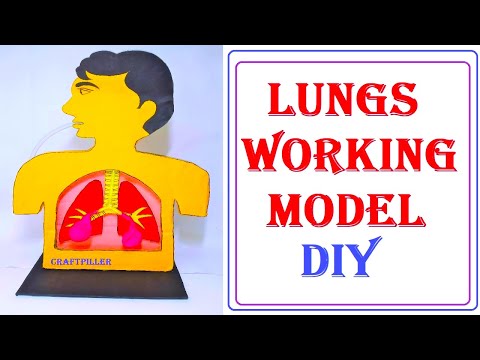 human respiratory system working model 3D for school science project lungs working howtofunda