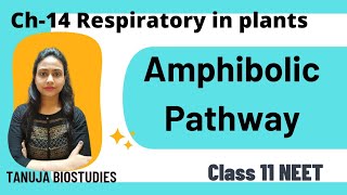 Ch-14 Respiration in plants | Amphibolic Pathway | NEET 2024 | Class 11 Biology