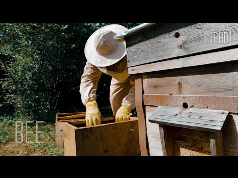 Collecting Honey from BEES | Relaxing Music - Healing Stress, Anxiety and Depressive States Healing