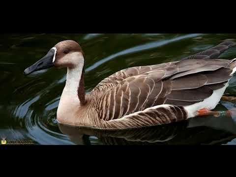 Swan Goose facts: aka Chinese Goose