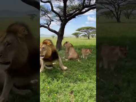 WARTHOG VS LION 😂 FUNNY MOMENTS 😂