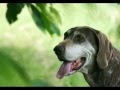 François BERANGER Blues Pour Pinky Wmv
