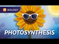 Photosynthesis: The Original Solar Power: Crash Course Biology #28