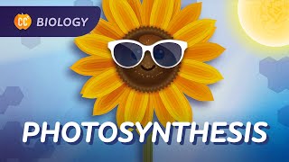 Photosynthesis: The Original Solar Power: Crash Course Biology #28