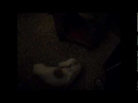 zulma y sus perritos!!