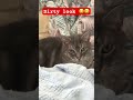 Cat gives owner dirty look 😆