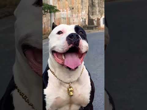 American Pitbull || @Your.akshaj #trending