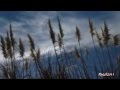 Leonard Cohen - Waiting for the miracle 