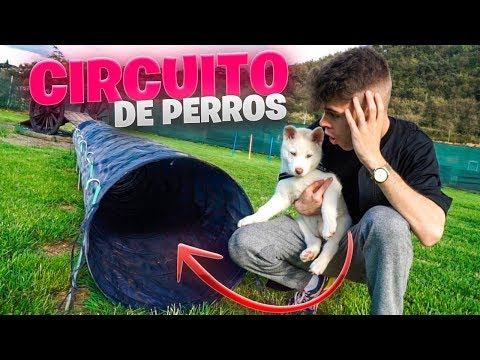 LLEVO A MI CACHORRO A UN CIRCUITO DE LUJO PARA PERROS  **CONOCE A OTROS PERROS** [Salva]