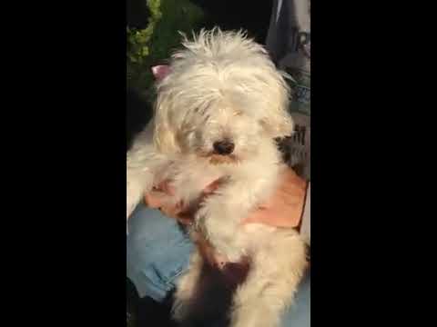 Bianca, an adopted Poodle & Maltese Mix in Imperial Beach, CA_image-1