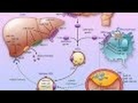 Anatomy and Physiology of Metabolism Nutrition