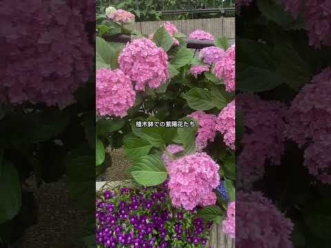 霜を恐れない鉢に入ったどのつる性の植物をあなたの家に設置する必要がありますか？あなたにおすすめのトップ 3!  庭園