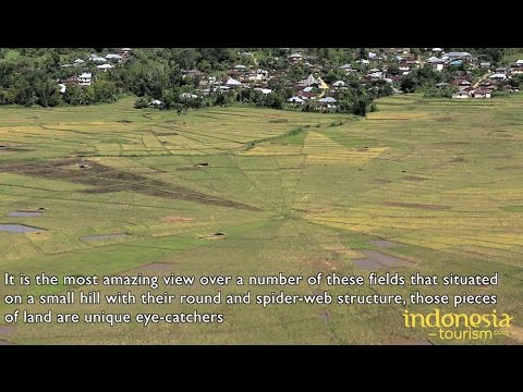 Cancar Spider Web Rice Fields - Ruteng - East Nusa Tenggara - Indonesia