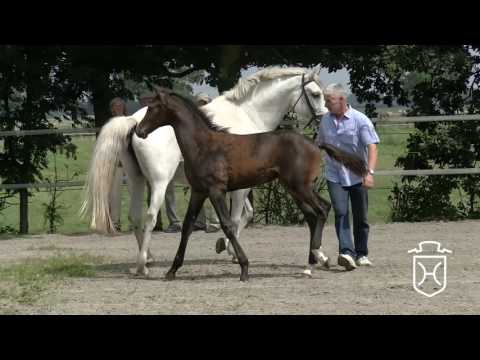 Hengstfohlen von Livello - Carlos DZ - Acorado