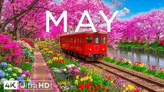 May 2026 – Spring Flowers 4K 🌸 Fresh Spring Colors Awakening Nature in Full Bloom