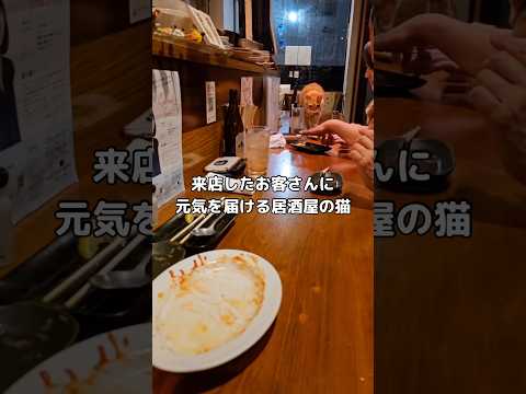 来店したお客さんに至福のひとときを届けていた居酒屋の猫 #茶トラ #猫 #shorts