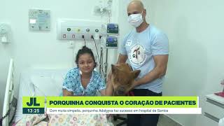 Pet terapia: Porquinha conquista o coração de pacientes | JL