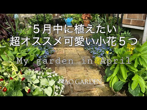 パンジーを植える: 5 つの創造的なアイデア 植物