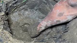 Episode 23: Catching Eels by Hand – Found a Giant Eel Den Today!