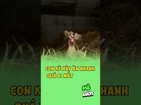 con kê này ăn nhanh quá đi mất | Mê Lướt