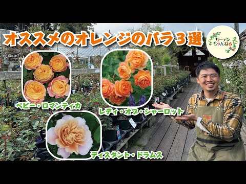 バラ「オレンジドーン」 植物