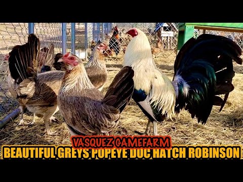 BEAUTIFUL GREY POPEYE DOC HATCH ROBINSON ~ VASQUEZ GAMEFARM