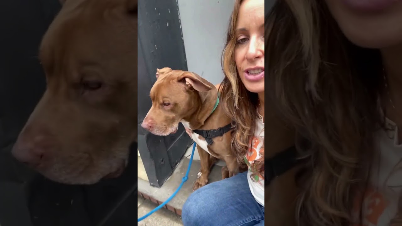 Point Break, a ADOPTABLE mixed breed in New York, NY video 6/6
