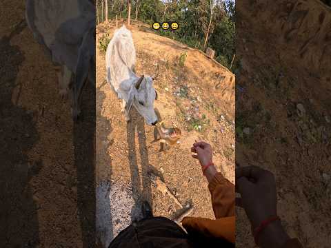 Dharm ki Gau Mata 🐄 natkhat Bandar 🐒 #sanatanirider #chitrakoot