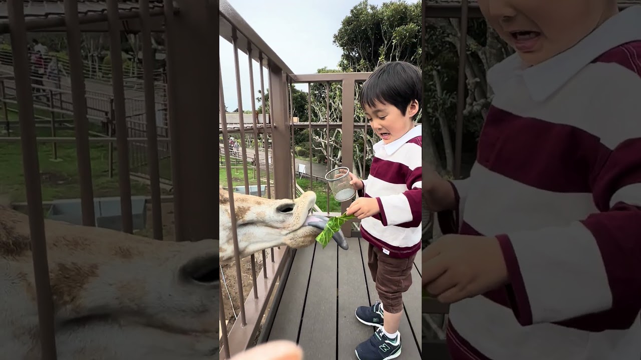 キリンさんにご飯をあげたよ🥕