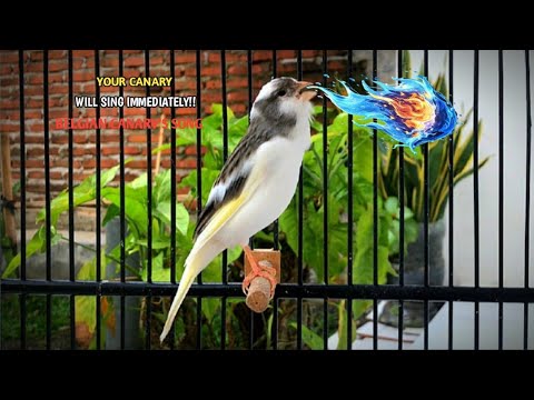 Your Canary Will Sing Unstoppably‼️The Best  Canary 's Training Song