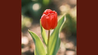 Download lagu Tentang aku dan kamu selamanya mp3