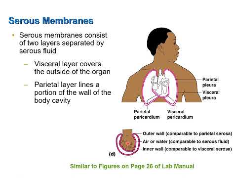 Body Cavities and Membranes