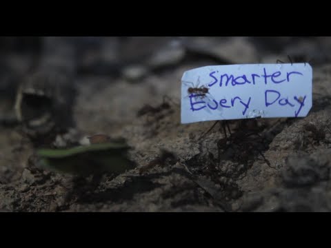 How to get Ants to carry a sign - Smarter Every Day 92 Video