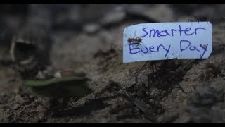 How to get Ants to carry a sign - Smarter Every Day 92