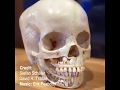 This child s skull shows rows of adult teeth waiting to replace baby teeth