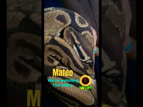 Tribute to Mateo🐍RIP beautiful soul 🌹#ballpython #snake #RIP #missingyou #fyp #shorts #tribute