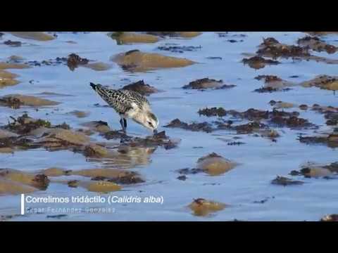 Vídeo de Calidris alba. <em>© César Fernández González