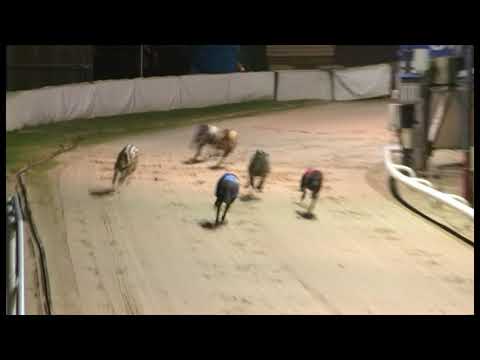 Bubbly Joe - Coral Golden Sprint - Heat 6