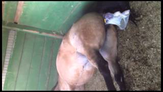 C6 Birth Control in azione