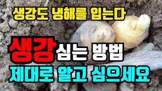 생강 이렇게 심었어요 / 심는깊이가 다른이유/면역력에 좋다기에 / 생강심는시기와방법/소풍온생강청
