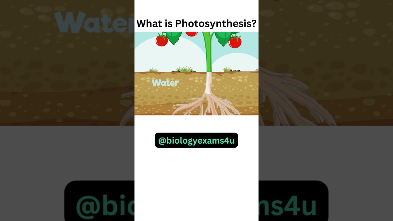 What is Photosynthesis?