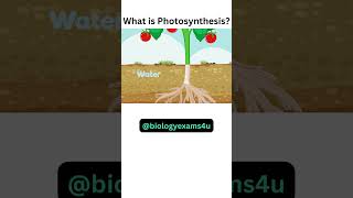 What is Photosynthesis?