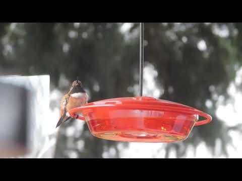 Rufous Hummingbird Migration Drop-in