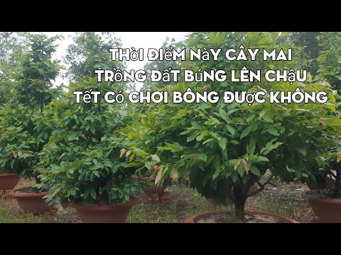 👉 At this time, can I play with the apricot tree planted in the ground and planted in a pot for Tet?