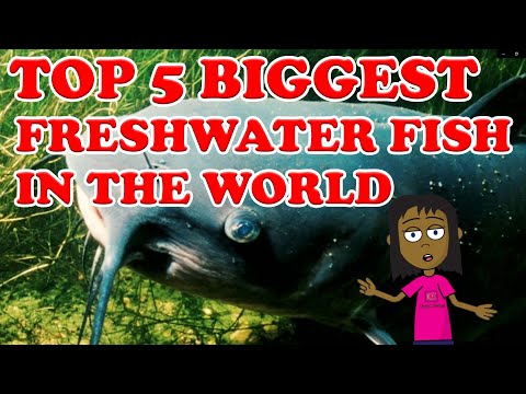 TOP 5 BIGGEST FRESHWATER FISH IN THE WORLD