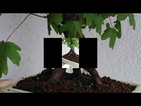 Bonsai Feldahorn Acer campestre
