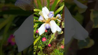 ÍRIS DA PRAIA LINDA!! #4k #flores #youtubeshorts