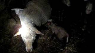 preview picture of video 'Paola e Chiara Agnelle di pecore Merinos Delaine'