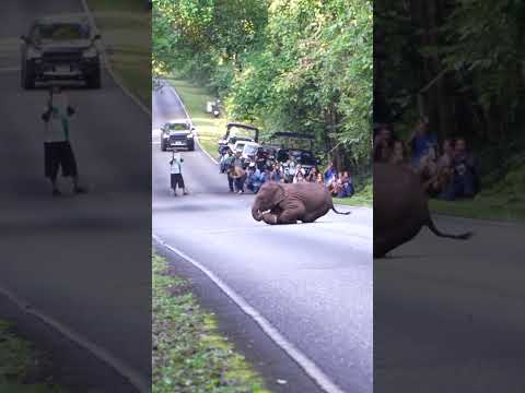 อ้้าว ลูกช้างน้อย #เขาใหญ่ #elephant #wildlifeentertainment #animallife